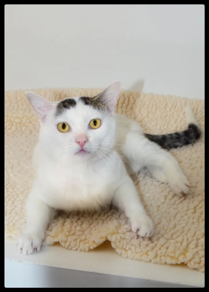 An adult medium-sized male American Shorthair cat named Bradbury for adoption in San Andreas, CA