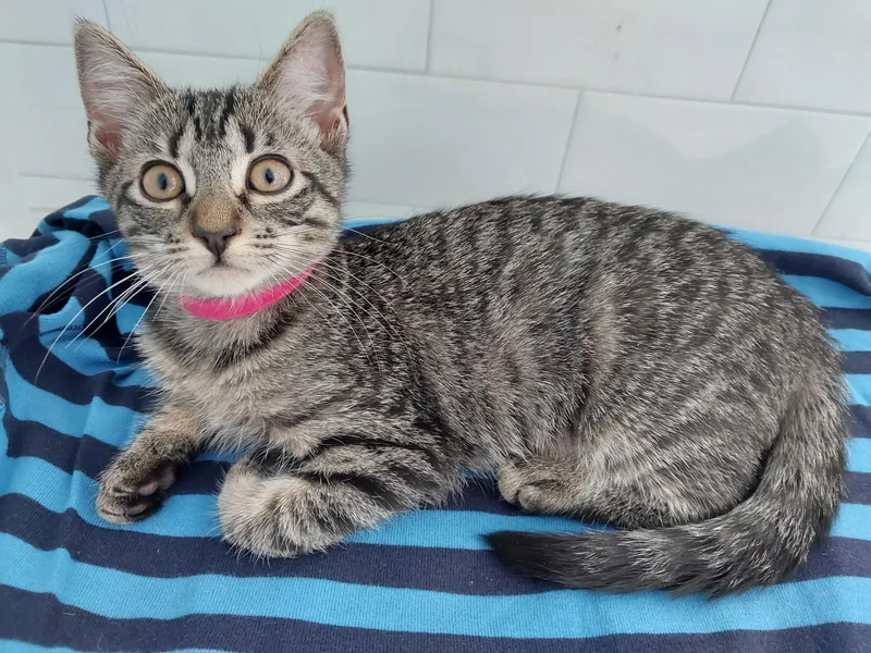 A baby small-sized male Domestic Short Hair cat named Jake & Lexi for adoption in New York, NY