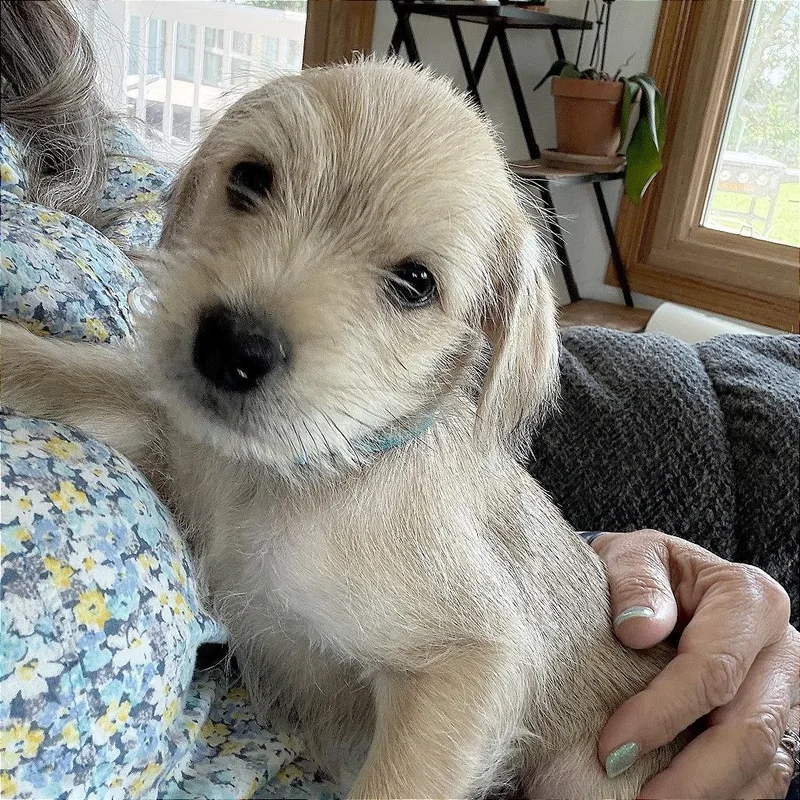 A baby small-sized male Yellow / Tan / Blond / Fawn Schnauzer dog named Theodore for adoption in Wichita, KS