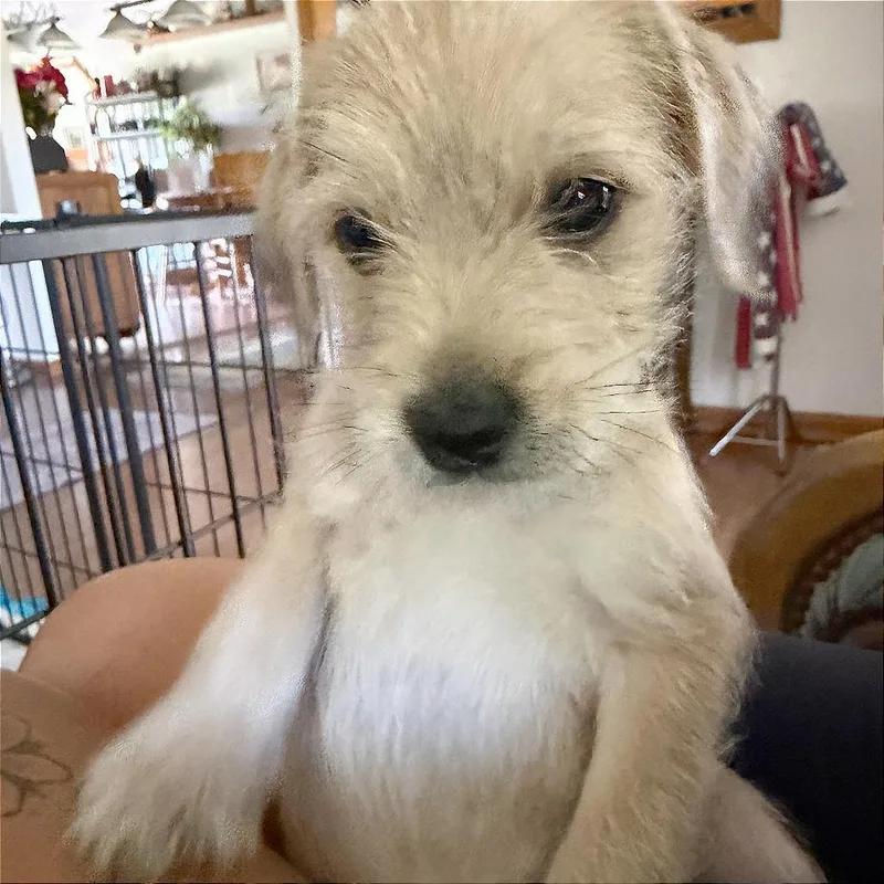 Theodore thumbnail 2