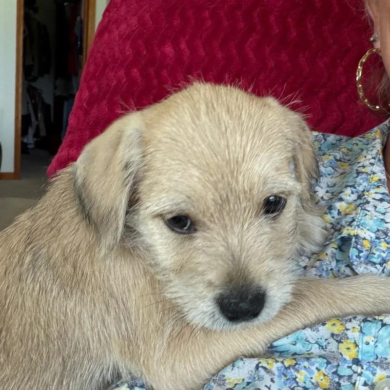 Theodore thumbnail 4