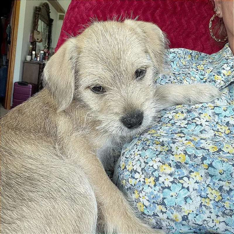 Theodore thumbnail 5