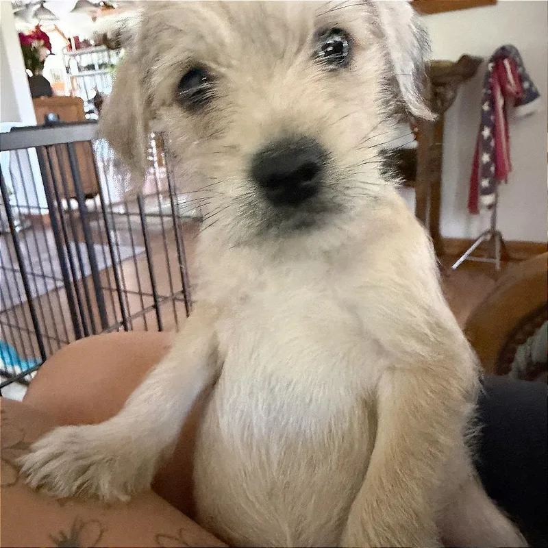 Theodore thumbnail 6