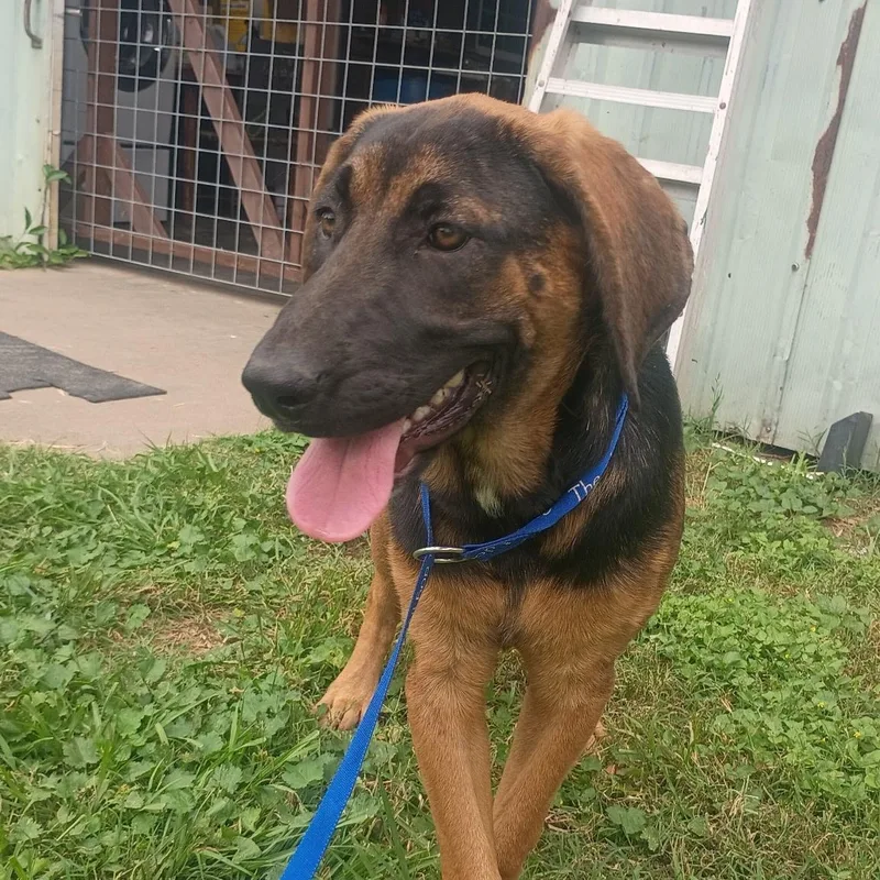 A young medium-sized female Brown / Chocolate Bloodhound dog named Blossom Floppy Ears for adoption in Houston, TX