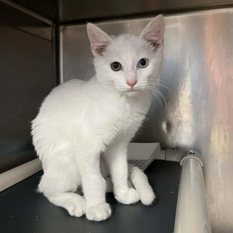 A baby medium-sized male White Domestic Short Hair cat named Zazu for adoption in Candler, NC