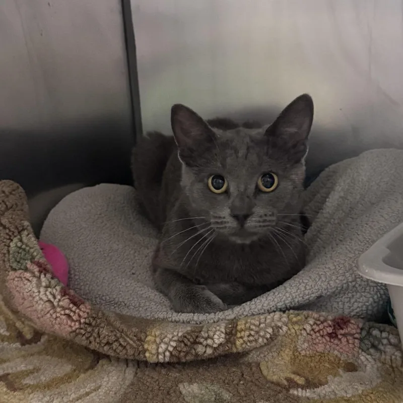 A young medium-sized female Gray / Blue / Silver Domestic Short Hair cat named Ballerina for adoption in South Haven, MI
