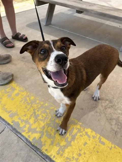 A young medium-sized male Terrier dog named Arthur for adoption in San Antonio, TX
