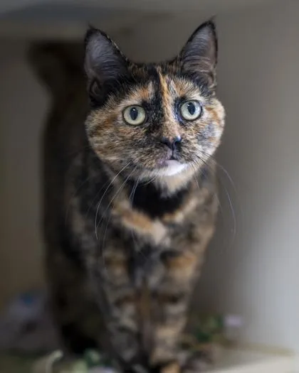 An adult large-sized female Domestic Short Hair cat named Polly for adoption in Pequot Lakes, MN