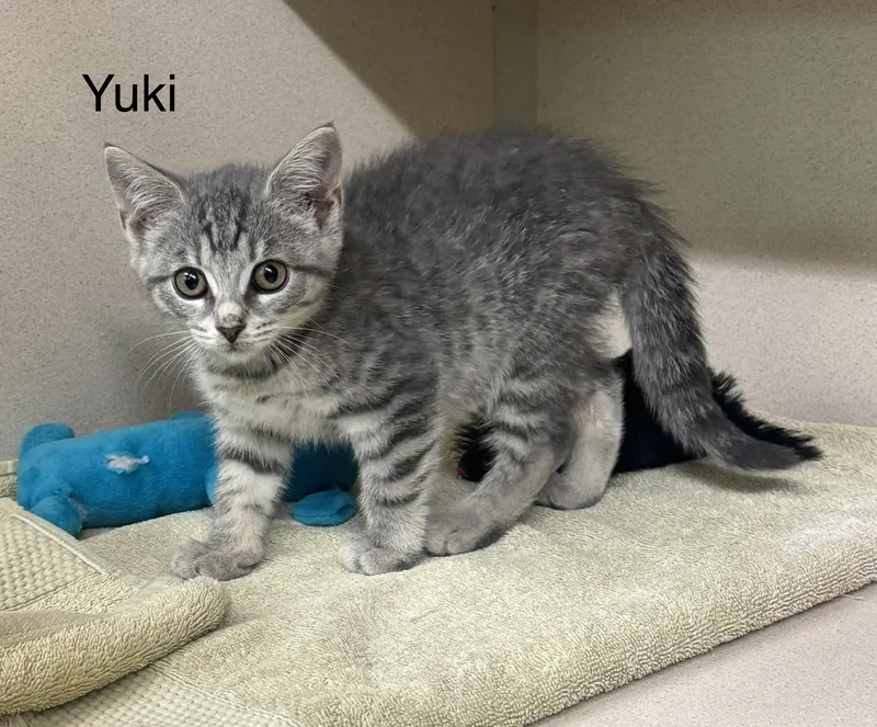 Yuki