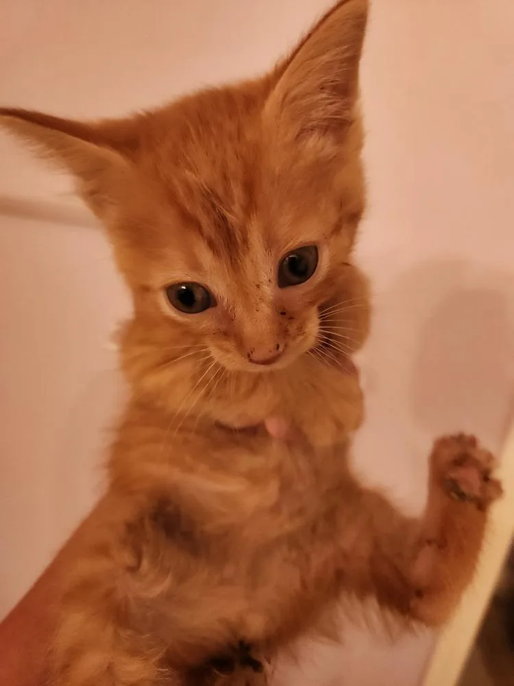 A baby small-sized male Orange & White Domestic Short Hair cat named Tails for adoption in Chicago, IL
