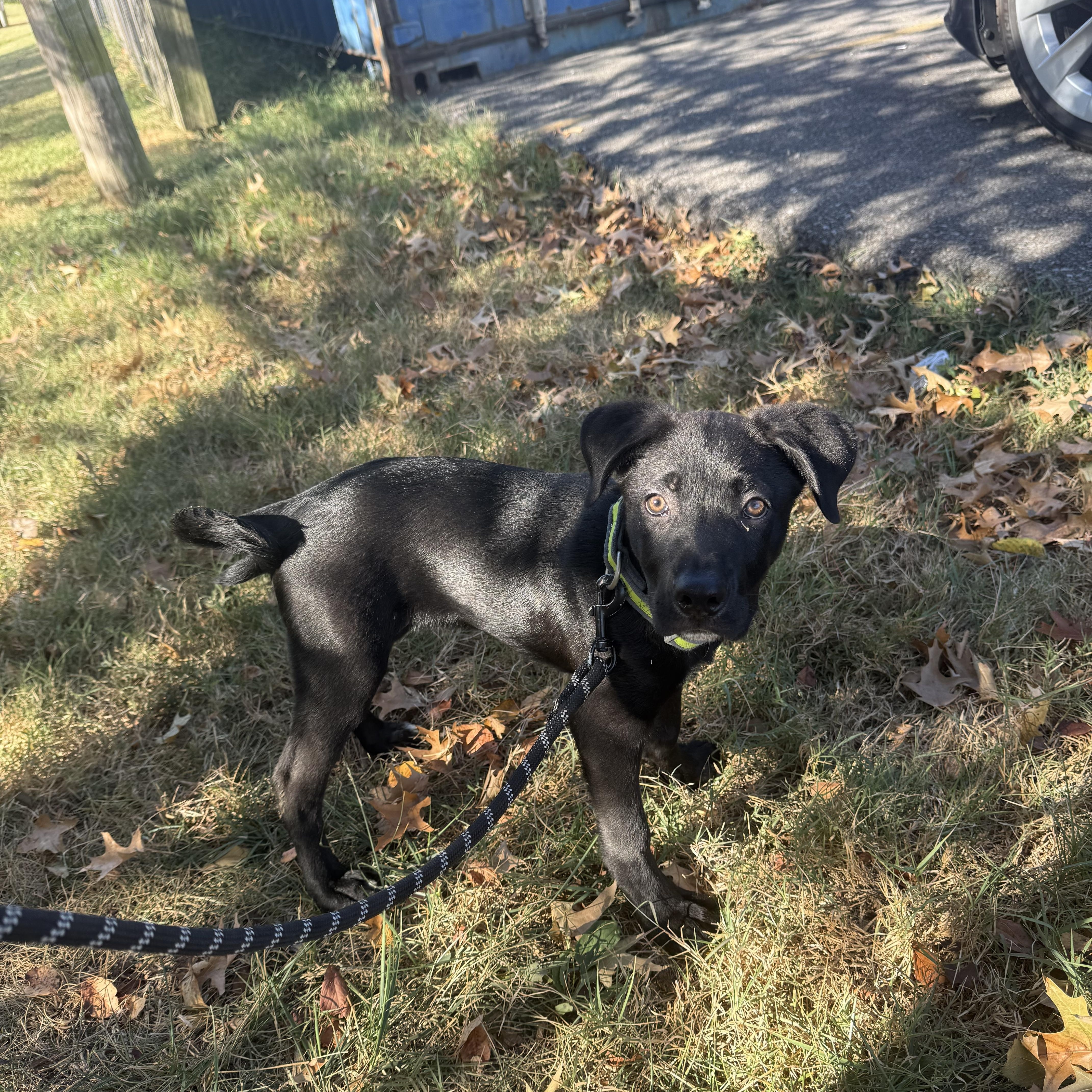 A baby small-sized male Black Mixed Breed dog named Kronk for adoption in Hendersonville, TN