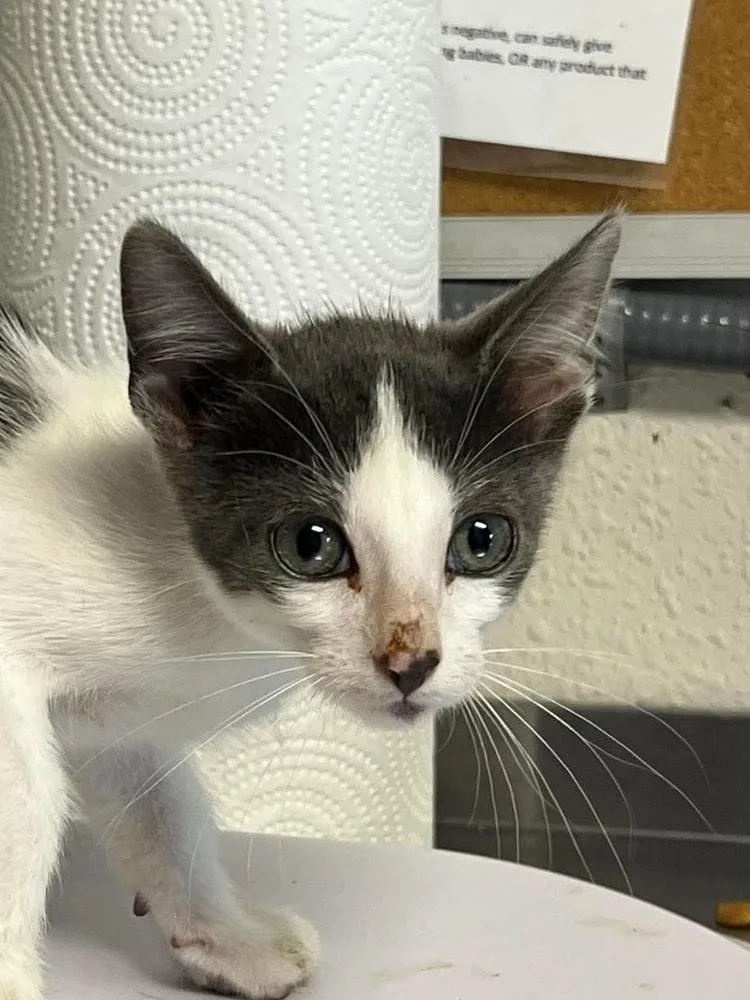 A baby medium-sized female Domestic Short Hair cat named Bubbles for adoption in Bolivar, MO