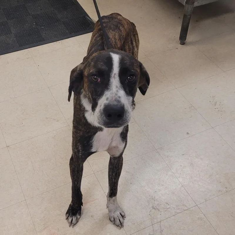 An adult medium-sized male Brindle Mixed Breed dog named SCFLStray for adoption in Lake Panasoffkee, FL
