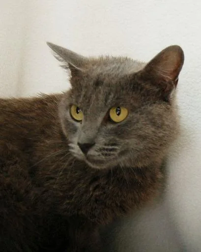 An adult medium-sized male Russian Blue cat named Erebus for adoption in Lunenburg, MA