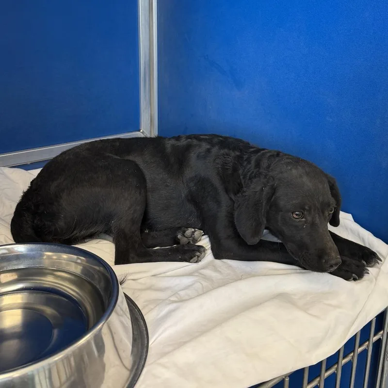 A young small-sized female Black Mixed Breed dog named Cecillia for adoption in Las Cruces, NM