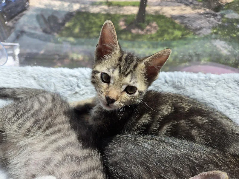 A baby medium-sized male Domestic Short Hair cat named Splotchy for adoption in Wheaton, IL