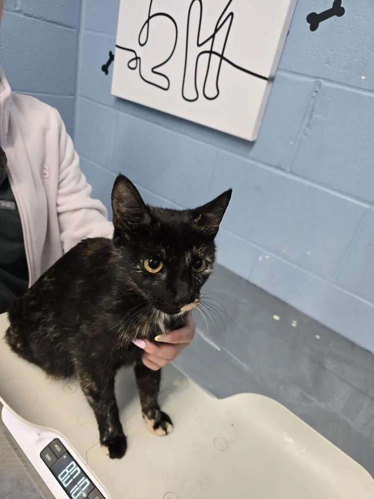An adult small-sized female Domestic Short Hair cat named Serenade for adoption in Evansville, IN