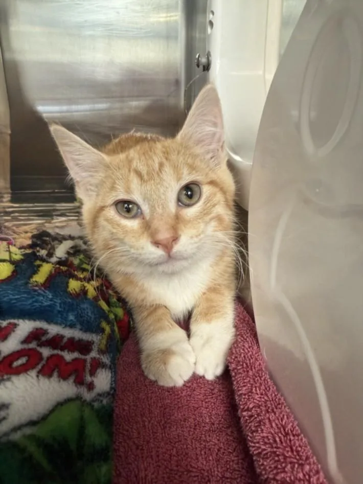 A baby small-sized female Domestic Short Hair cat named Daiquiri for adoption in Hagerstown, MD
