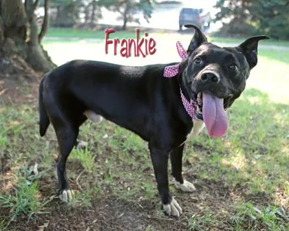 Frankie