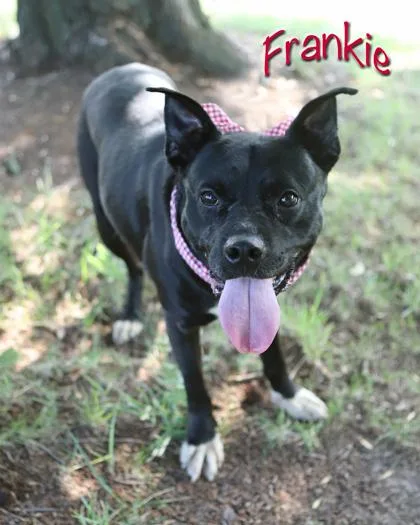 Frankie thumbnail 2