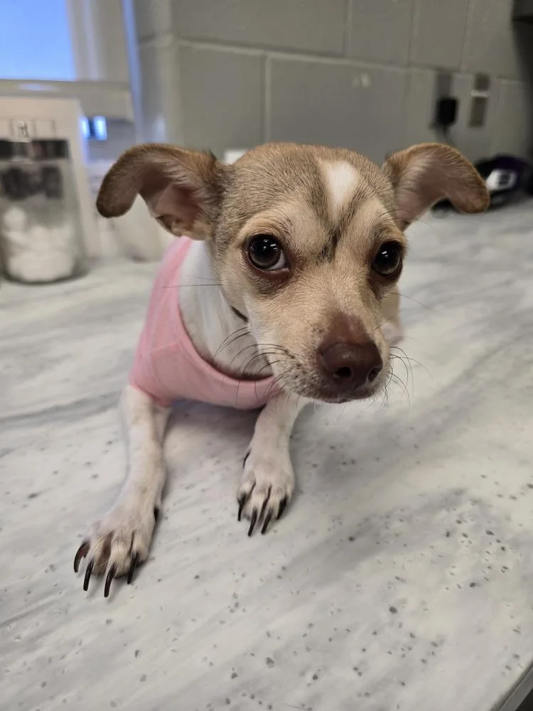 A young small-sized female Chihuahua dog named Cinnamon for adoption in Wellington, KS
