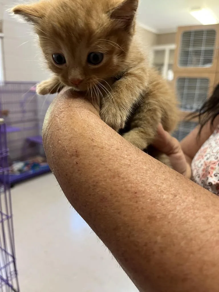 An adult medium-sized male Domestic Short Hair cat named OMalley for adoption in Burnsville, NC