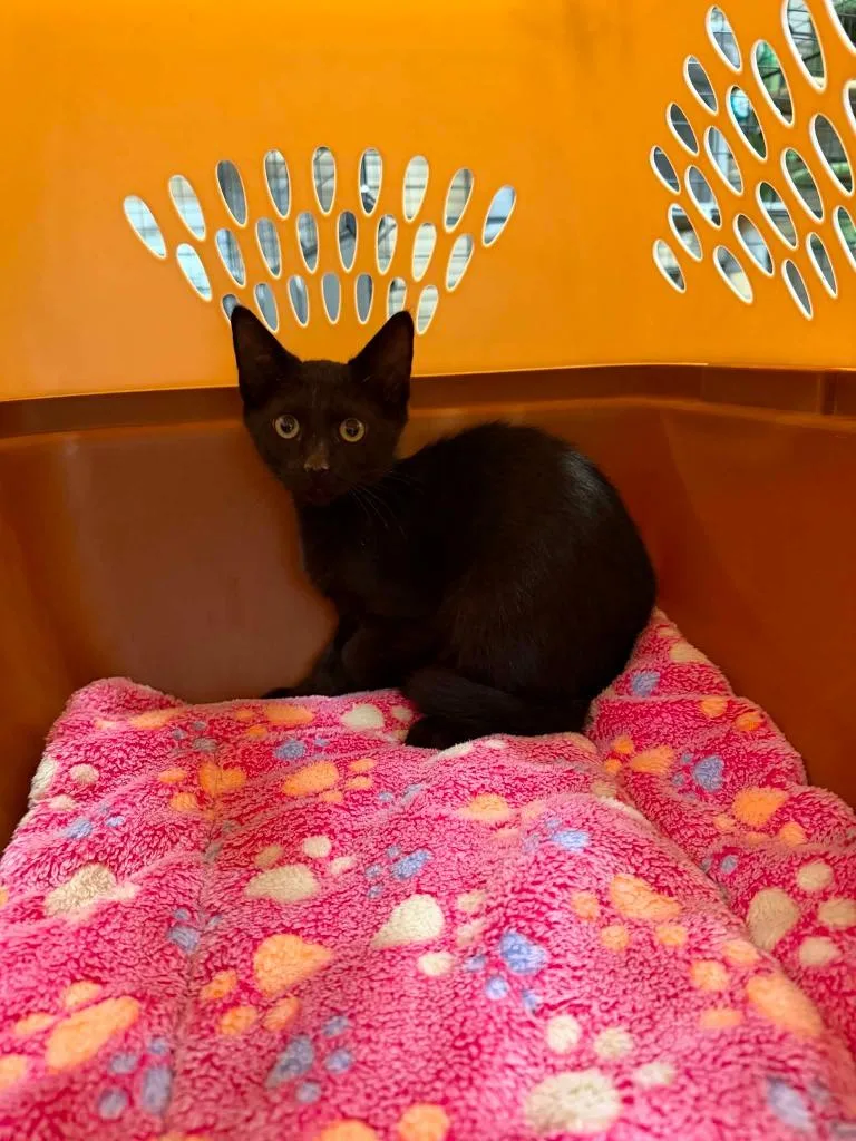 A baby small-sized male Domestic Short Hair cat named Atheno for adoption in La Verkin, UT