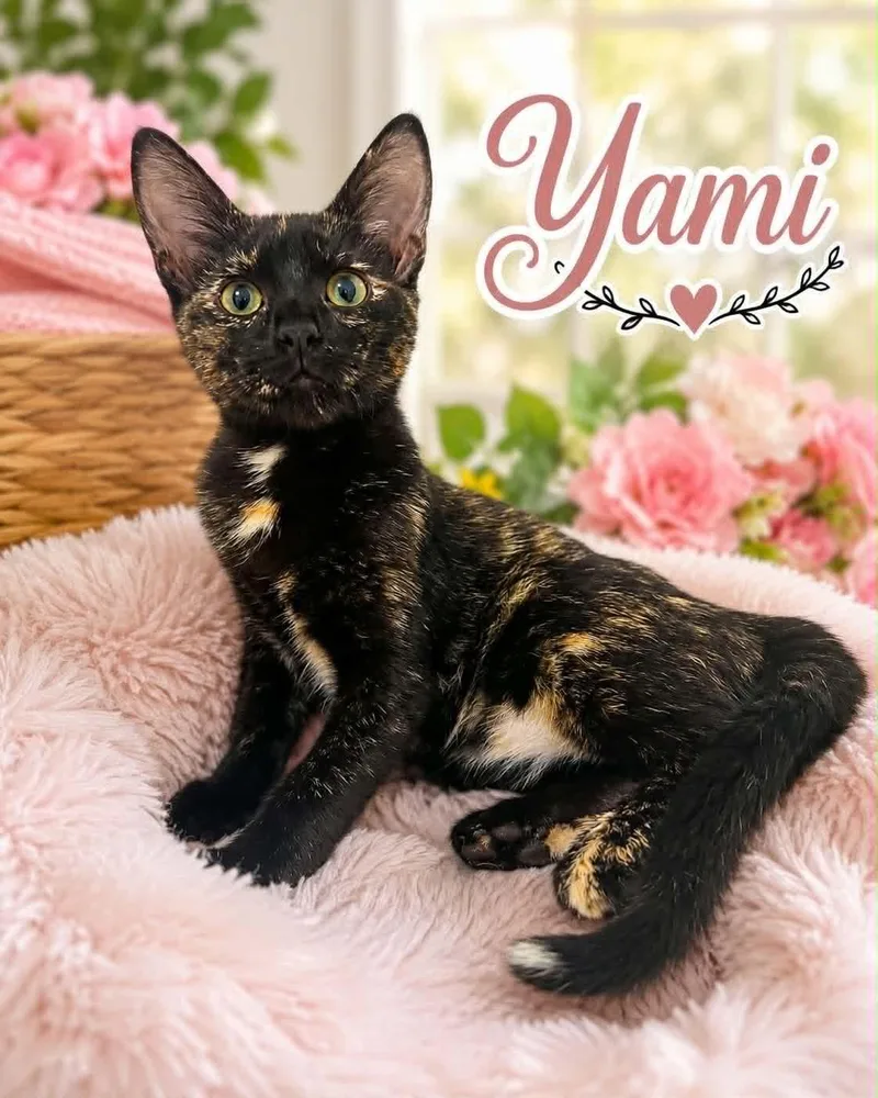 Yami