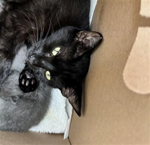 An adult medium-sized female Domestic Short Hair cat named Marsha for adoption in Naples, FL