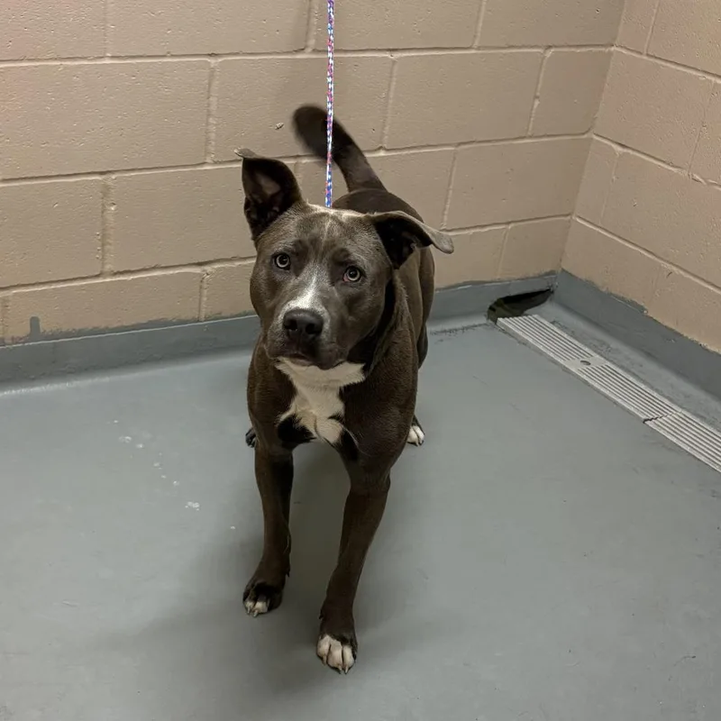 A young large-sized female Gray / Blue / Silver Pit Bull Terrier dog named Sailor Moon for adoption in Tacoma, WA