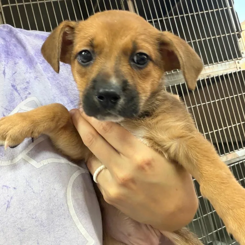 Ct Strawberry Shortcake thumbnail 2