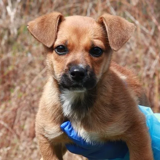 Ct Strawberry Shortcake thumbnail 3