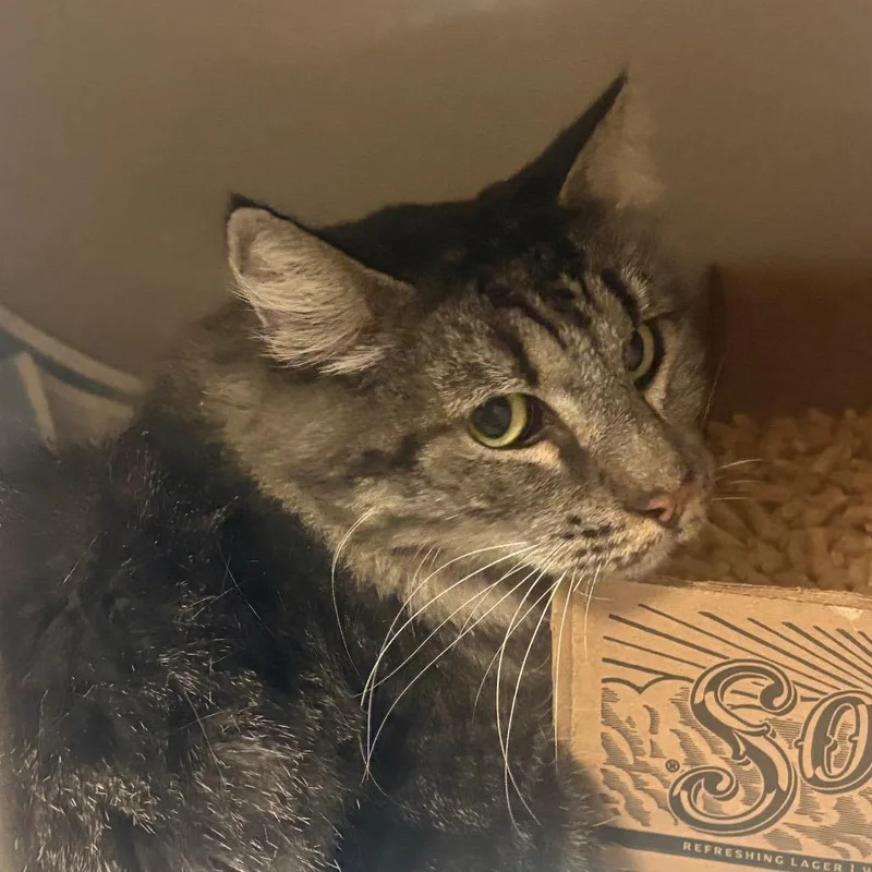 An adult medium-sized male Domestic Long Hair cat named Wafer for adoption in Yuma, AZ