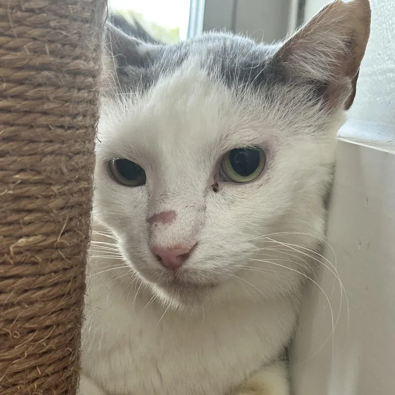 An adult large-sized male Gray / Blue / Silver Domestic Short Hair cat named Dirk for adoption in Nashville, TN