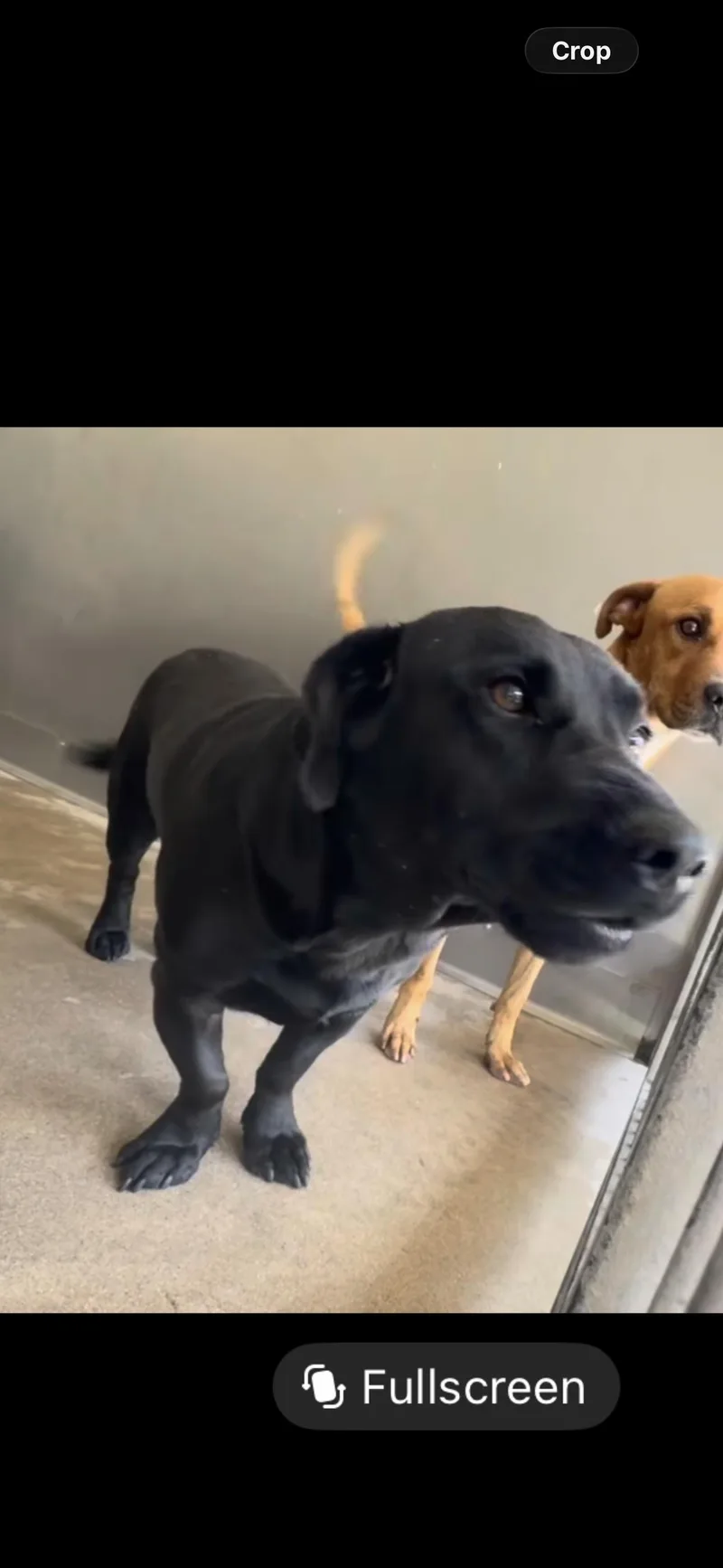 A young medium-sized male Labrador Retriever dog named Louie for adoption in San Diego, CA