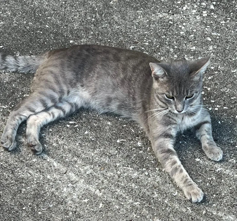 A young medium-sized male Tabby cat named Sterling for adoption in MONTGOMERY, TX