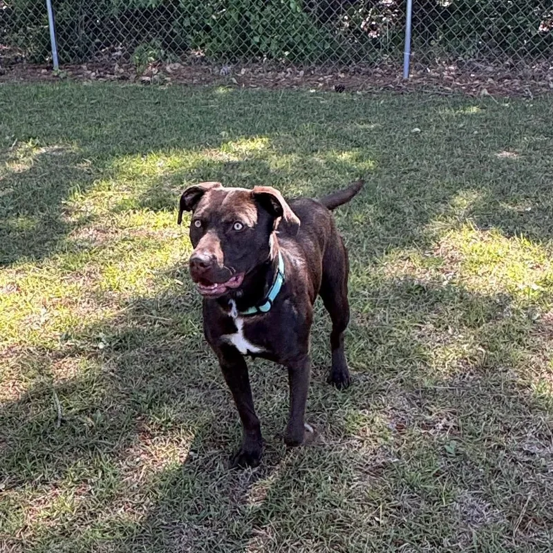 A young medium-sized male Labrador Retriever dog named Juan for adoption in Columbia, SC