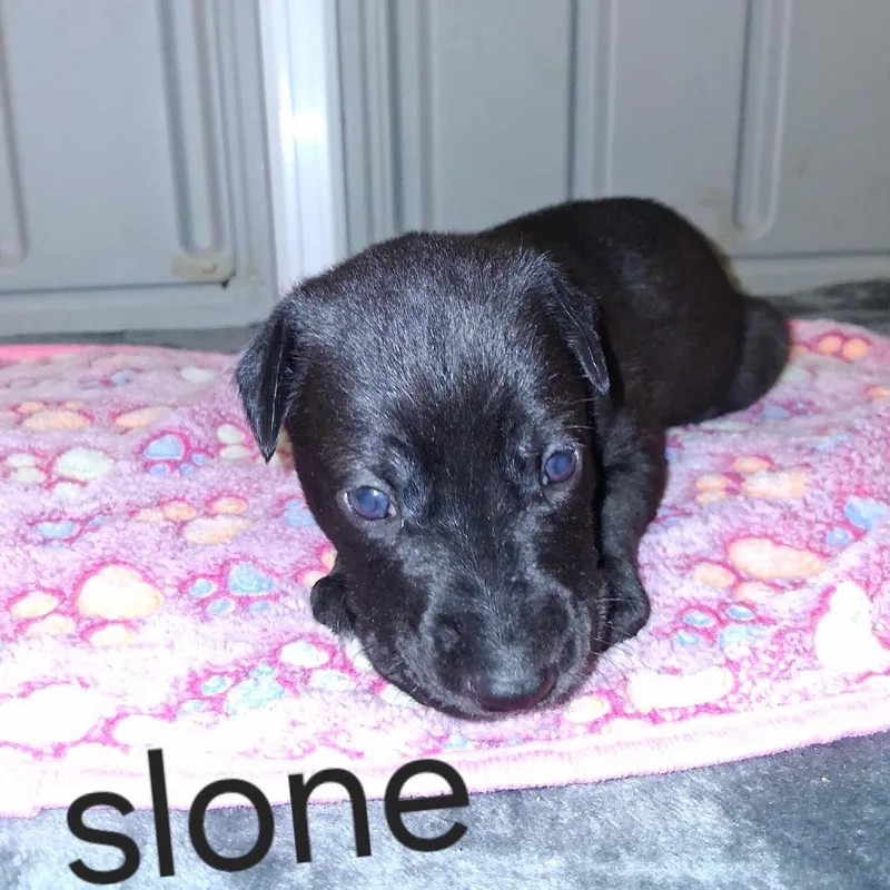 Slone