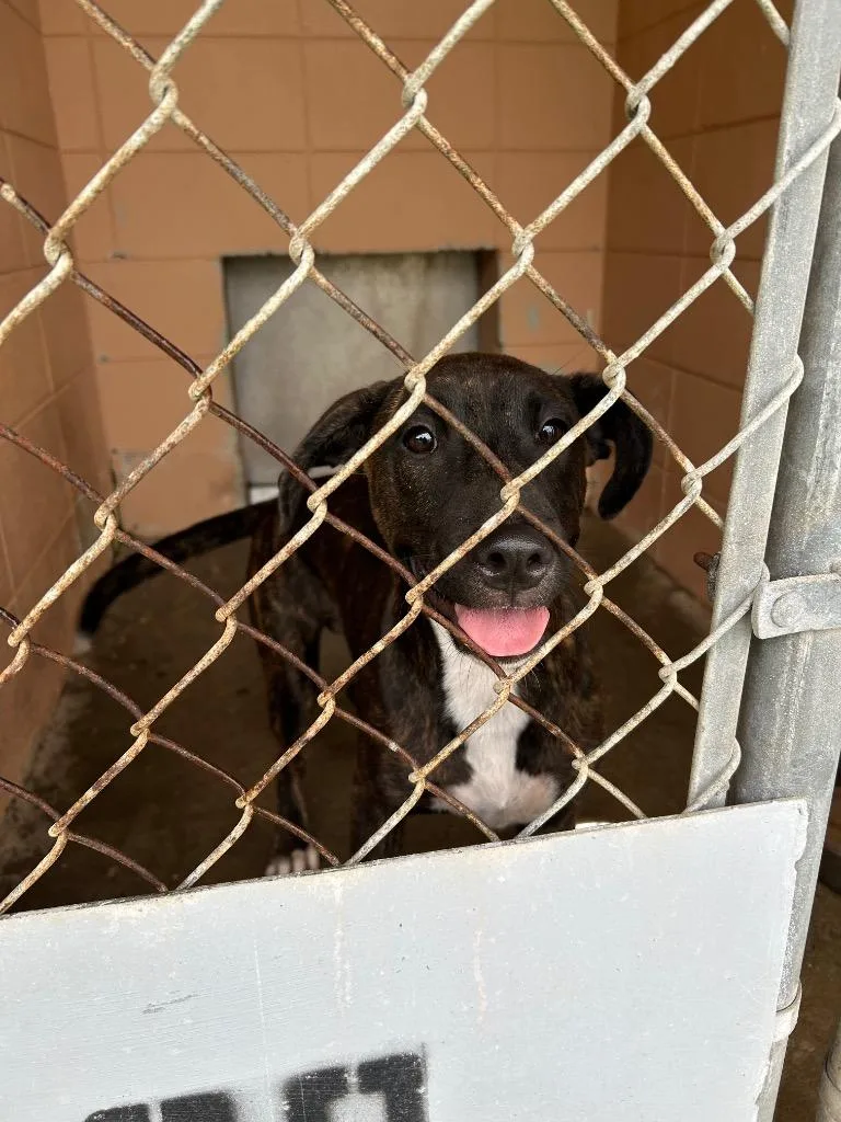 A baby medium-sized female Pit Bull Terrier dog named Floral for adoption in Gautier, MS