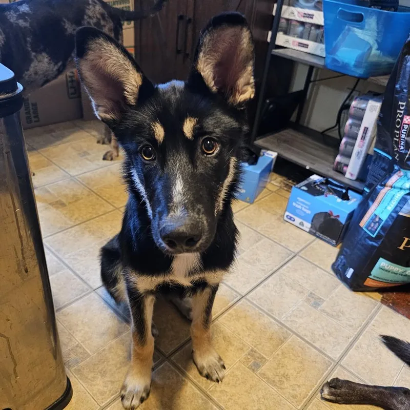Nikko