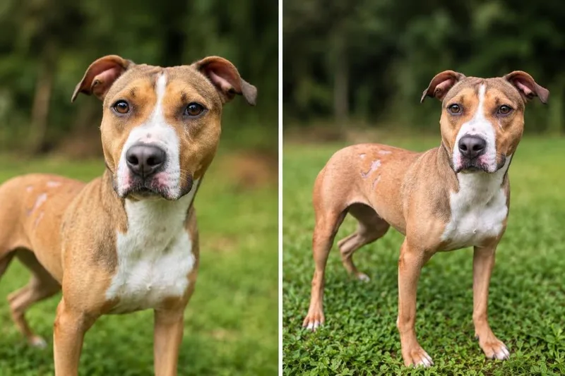 A young medium-sized female Pit Bull Terrier dog named Molly for adoption in Russellville, KY