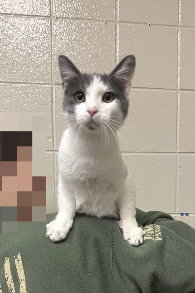 An adult small-sized male Domestic Short Hair cat named Uma Purrmond for adoption in Kearney, NE