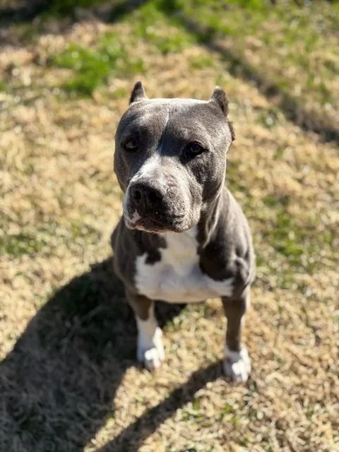 An adult medium-sized female Pit Bull Terrier dog named Candy for adoption in Forney, TX