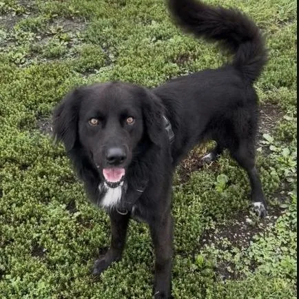 An adult large-sized male Flat-Coated Retriever dog named Jake for adoption in Minneapolis, MN