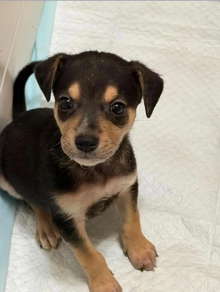 A baby medium-sized male Brown / Chocolate Mountain Cur dog named Chewy for adoption in Middletown, CT