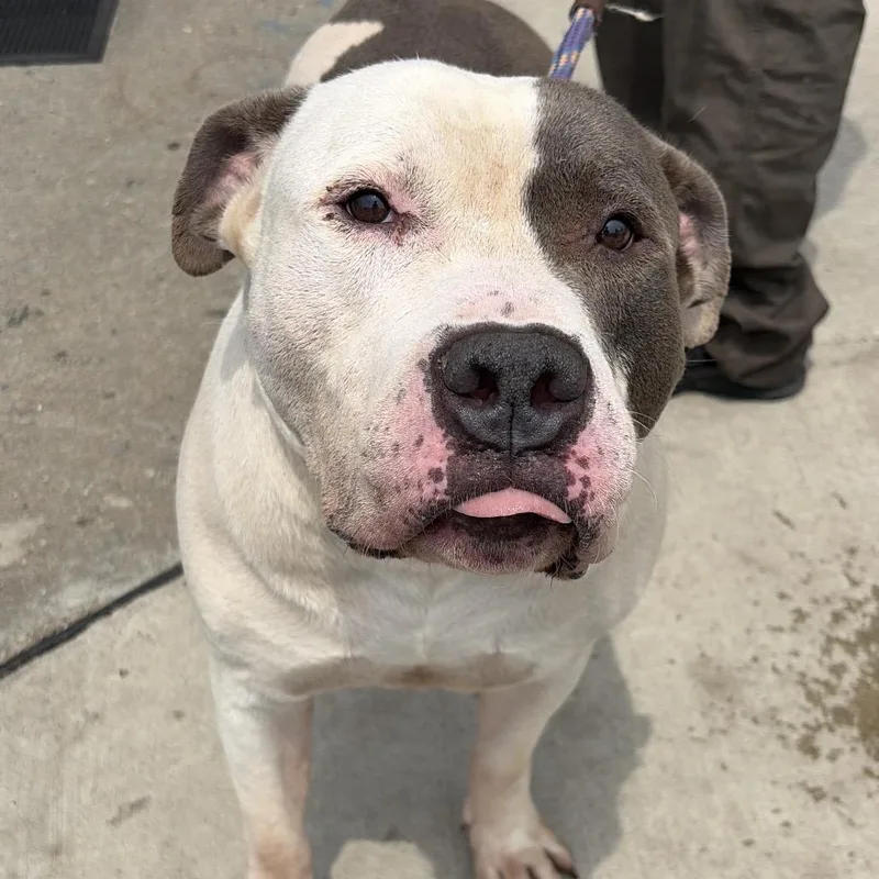A baby large-sized male White / Cream Pit Bull Terrier dog named George for adoption in Newark, NJ