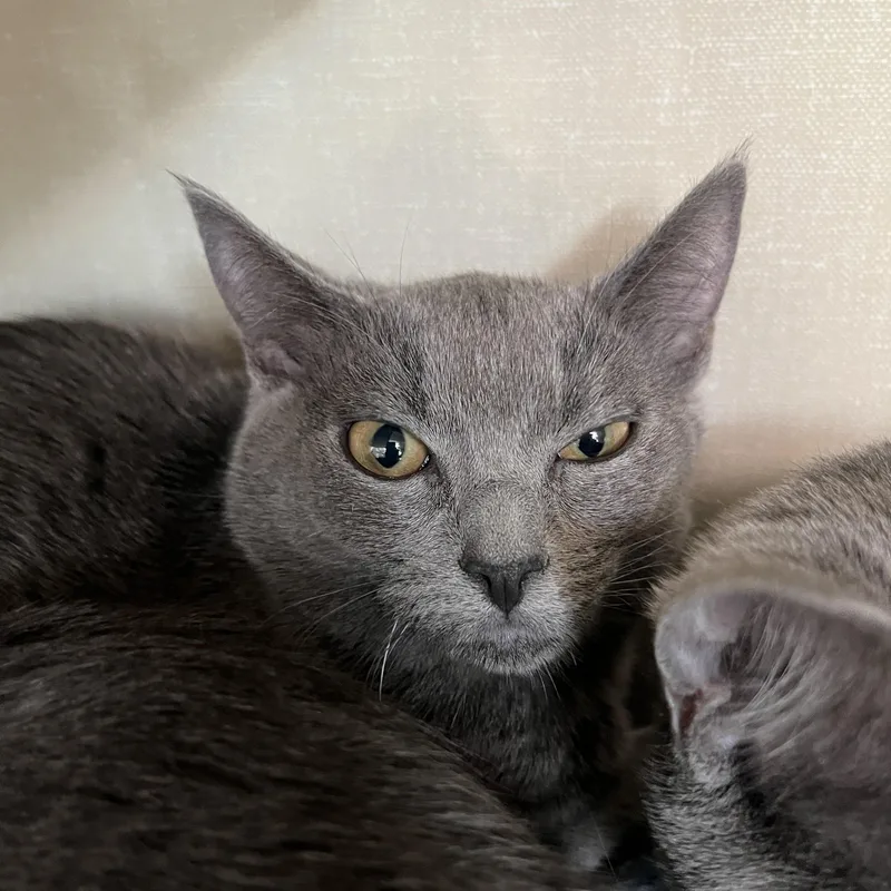 A young medium-sized female Russian Blue cat named Penelope for adoption in Lyle, WA