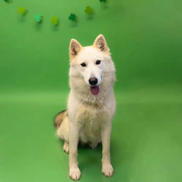 Vc  Posie Hw+ thumbnail 2