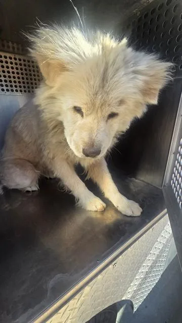 A young large-sized female Chow Chow dog named Fondue for adoption in Phoenix, AZ