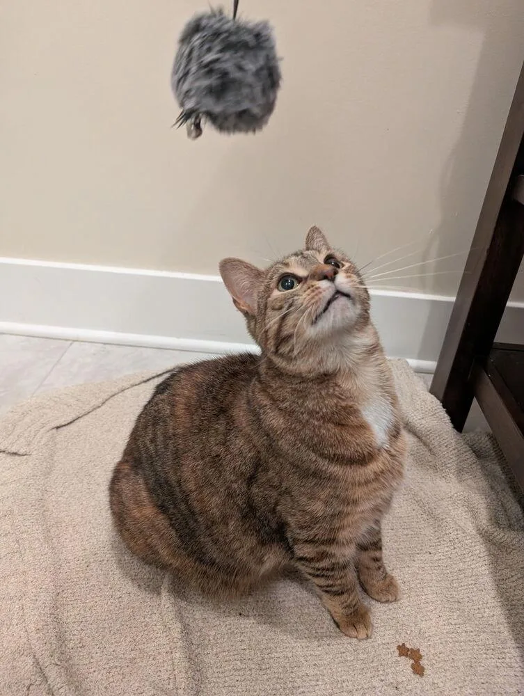 A young large-sized female Domestic Short Hair cat named Emmy for adoption in Chicago, IL